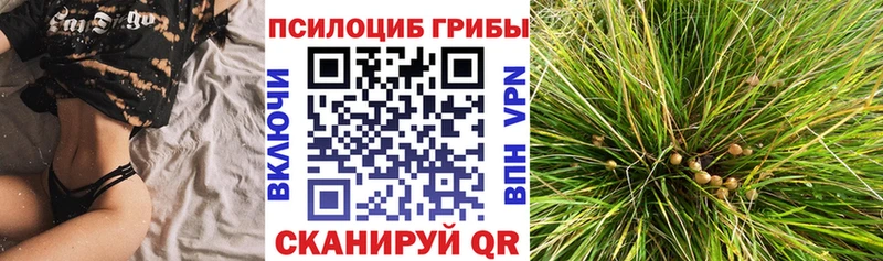 Псилоцибиновые грибы мицелий Юрьев-Польский